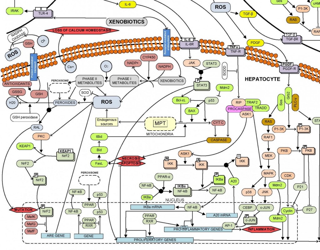 Biological Pathway Modeling Dwaipayan Mukherjee